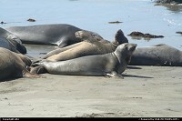 Photo by elki | Hors de la ville  elephant seal california
